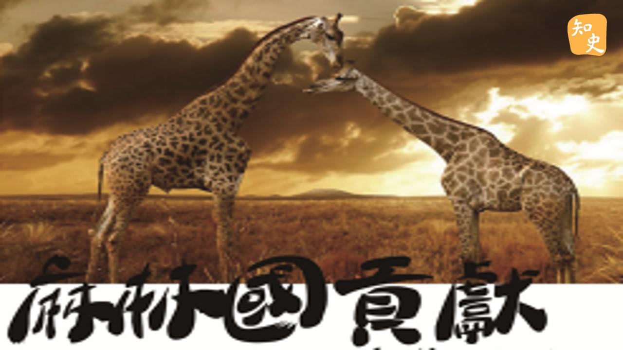麻林國貢獻「麒麟」｜寶船揚帆