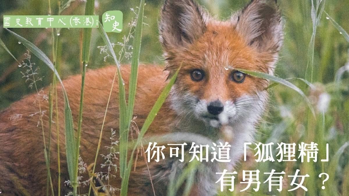知史 中國 狐狸精 的演變史
